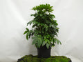 ARALIA ELEGANTISIMA M-40
