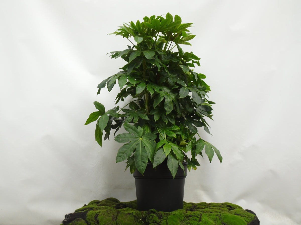ARALIA ELEGANTISIMA M-40