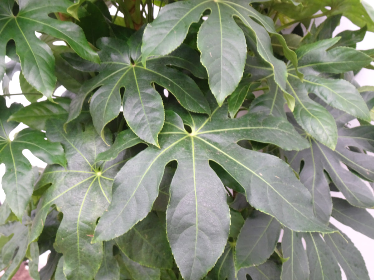 ARALIA ELEGANTISIMA M-40