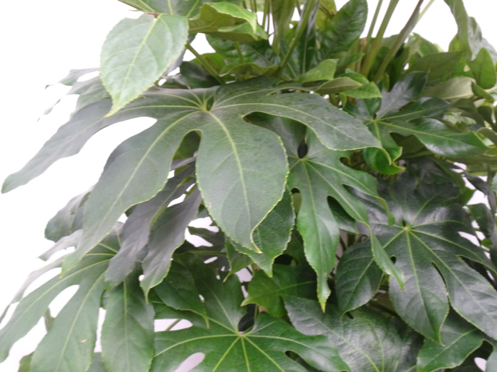 ARALIA ELEGANTISIMA M-40
