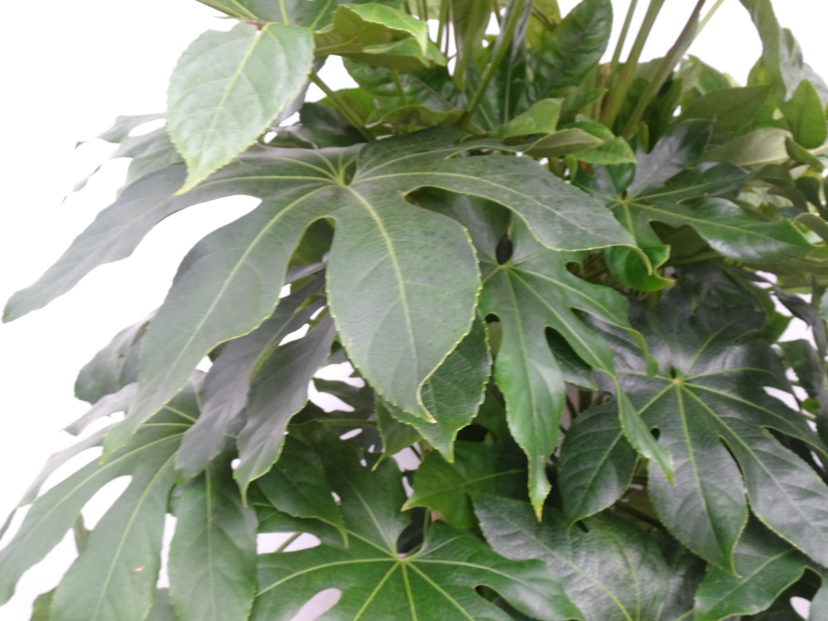 ARALIA ELEGANTISIMA M-40