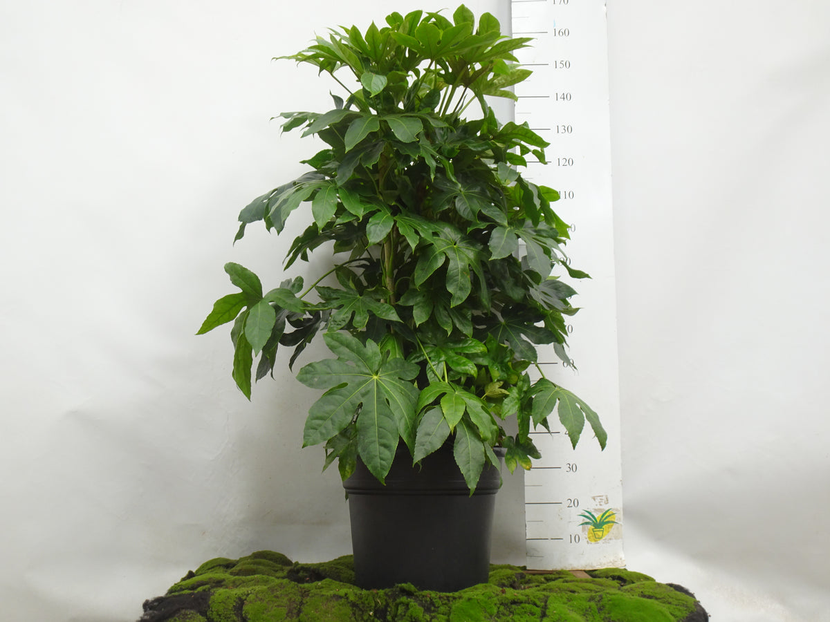 ARALIA ELEGANTISIMA M-40