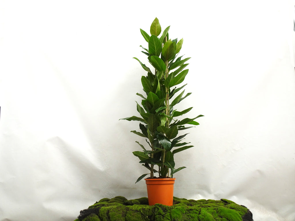 FICUS BENGHALENSIS JOY M-25