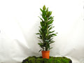 FICUS BENGHALENSIS JOY M-25