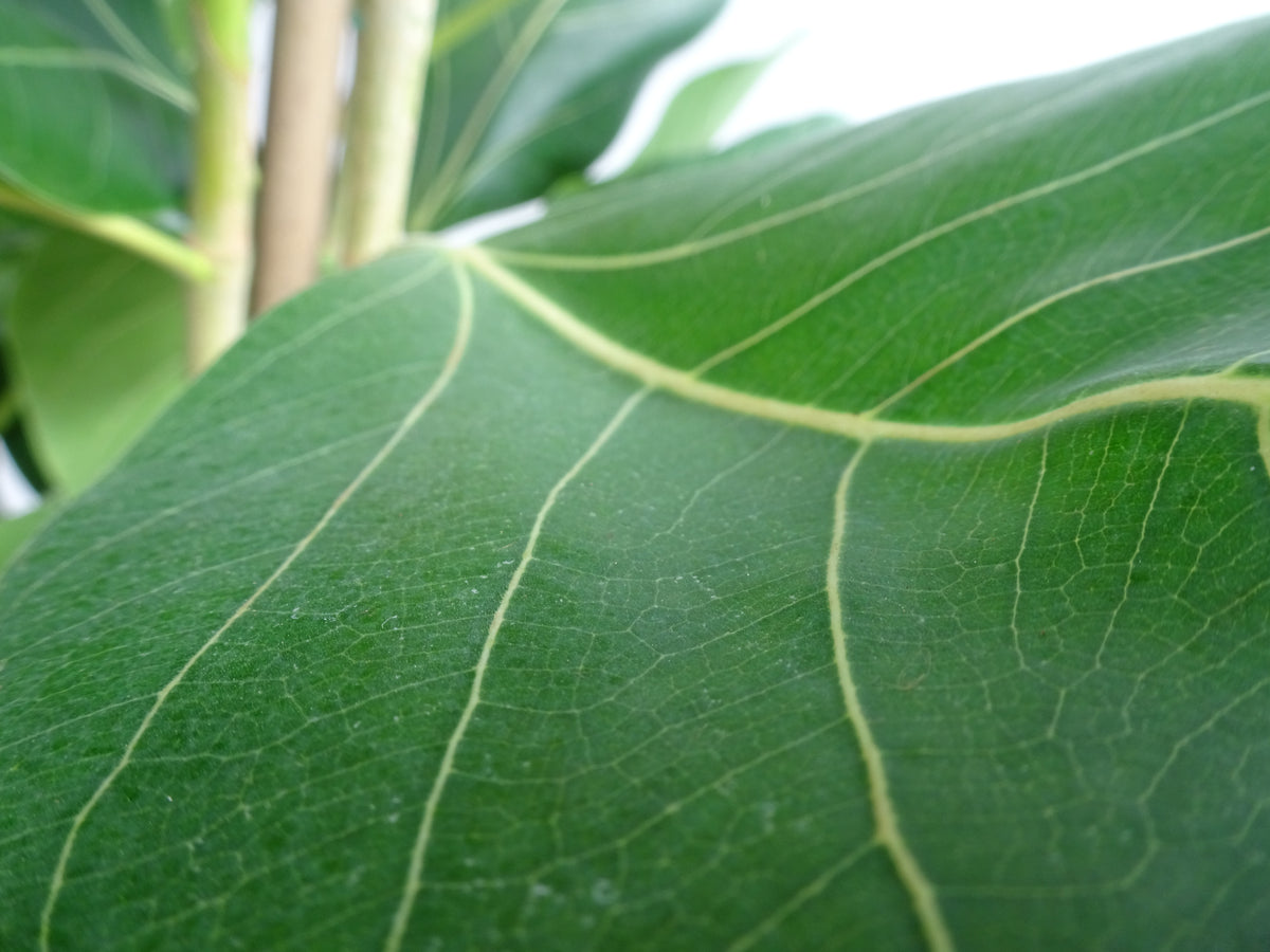 FICUS BENGHALENSIS JOY M-25