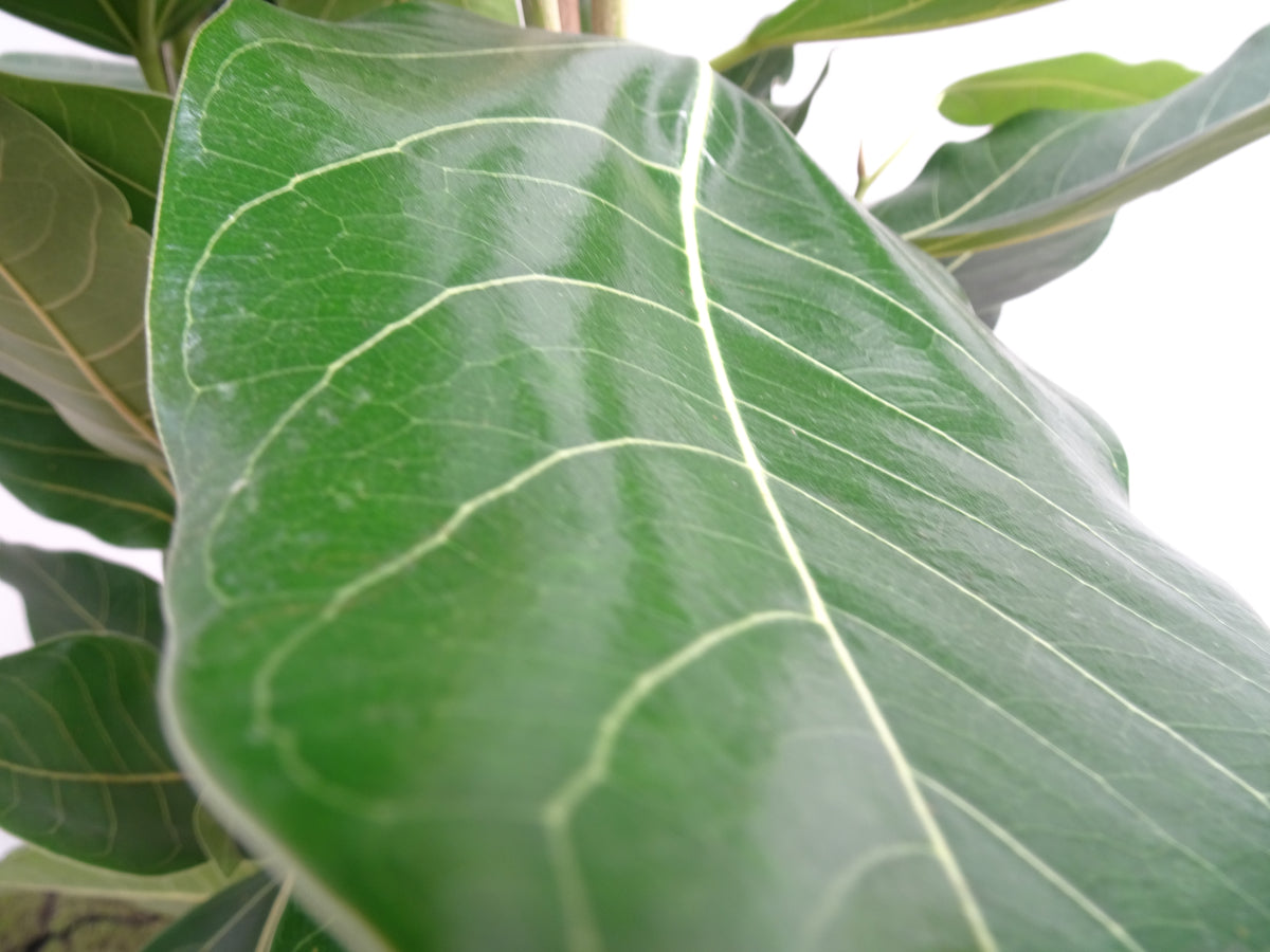 FICUS BENGHALENSIS JOY M-25
