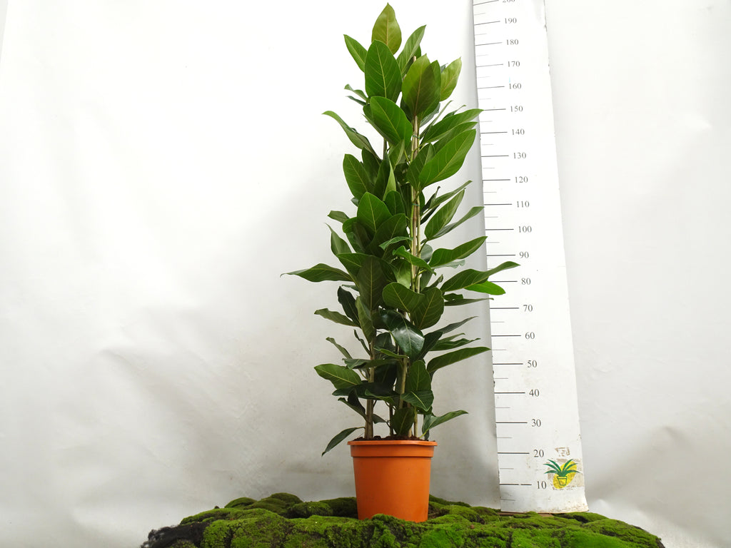 FICUS BENGHALENSIS JOY M-25