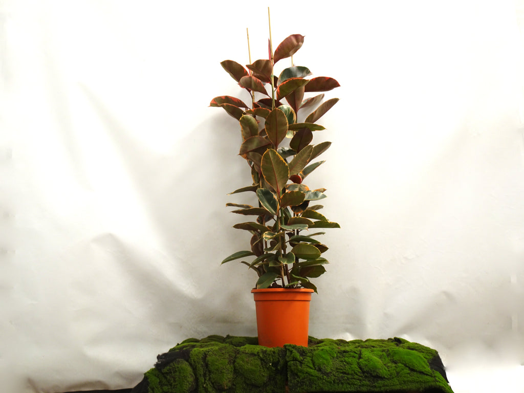 FICUS ELÁSTICA BELIZE M-35