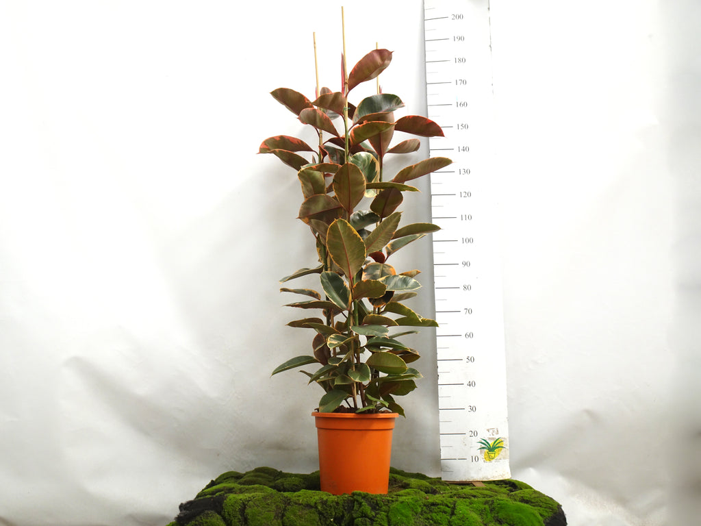 FICUS ELÁSTICA BELIZE M-35
