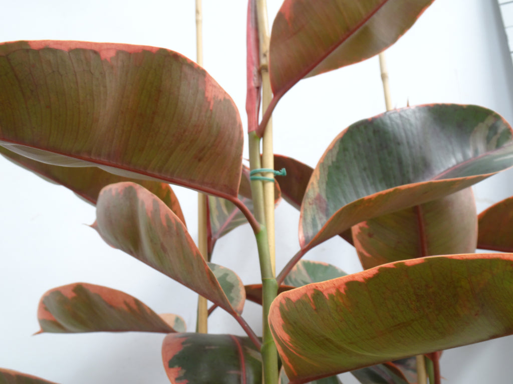 FICUS ELÁSTICA BELIZE M-35