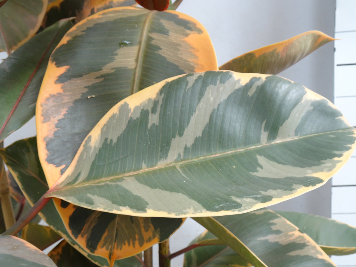 FICUS ELÁSTICA BELIZE M-35