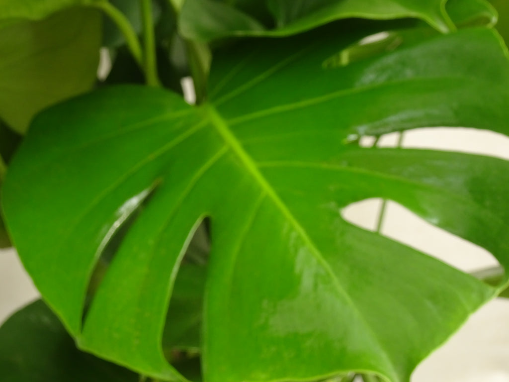 PHILODENDRON MONSTERA DELICIOSA  M-27