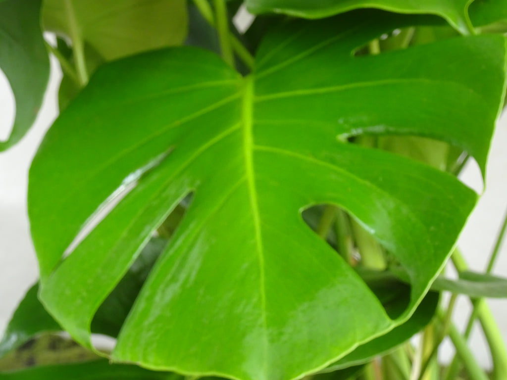 PHILODENDRON MONSTERA DELICIOSA  M-27