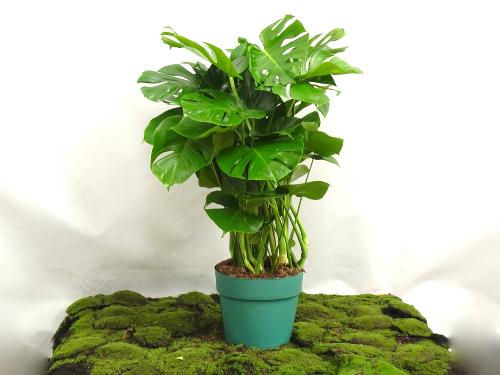 PHILODENDRON MONSTERA DELICIOSA  M-27