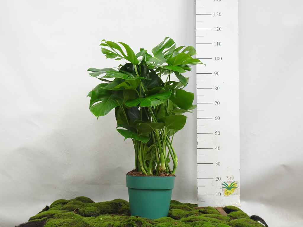 PHILODENDRON MONSTERA DELICIOSA  M-27