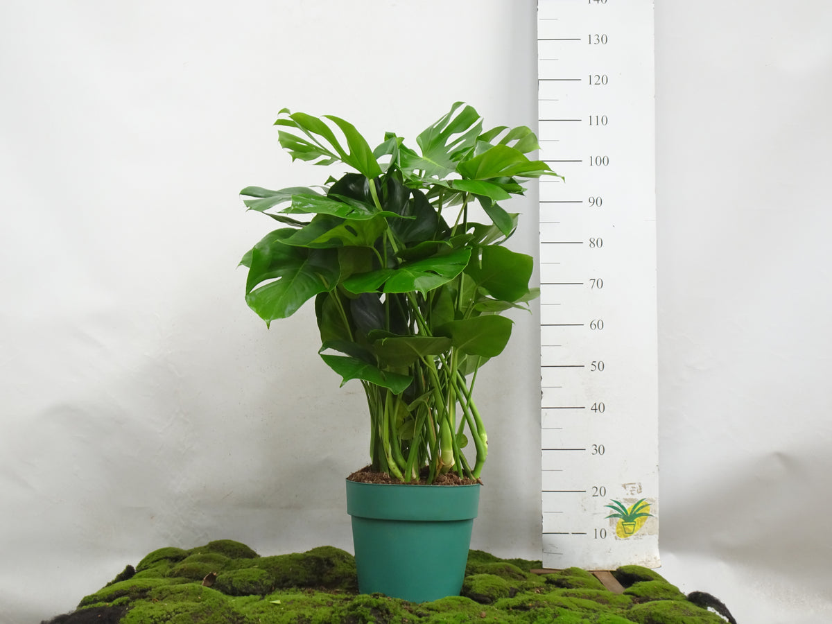 PHILODENDRON MONSTERA DELICIOSA  M-27