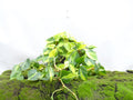 PHILODENDROM SCANDENS BRASIL M-15