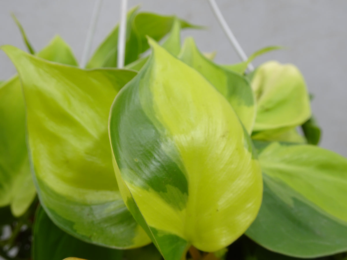 PHILODENDROM SCANDENS BRASIL M-15