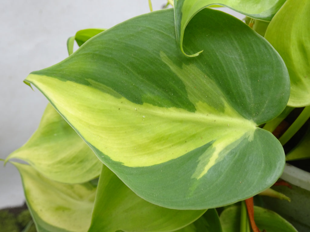 PHILODENDROM SCANDENS BRASIL M-15