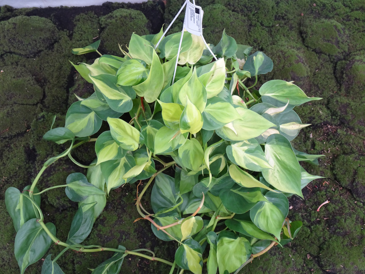 PHILODENDROM SCANDENS BRASIL M-15