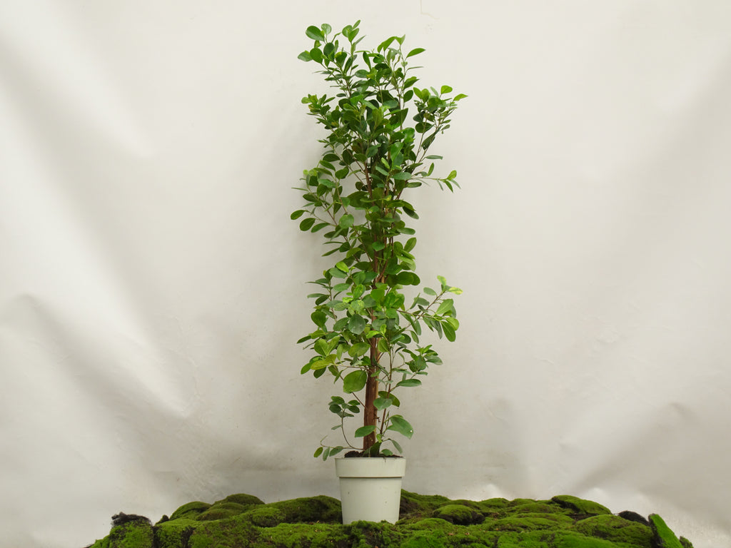 FICUS MOCLAME M-21