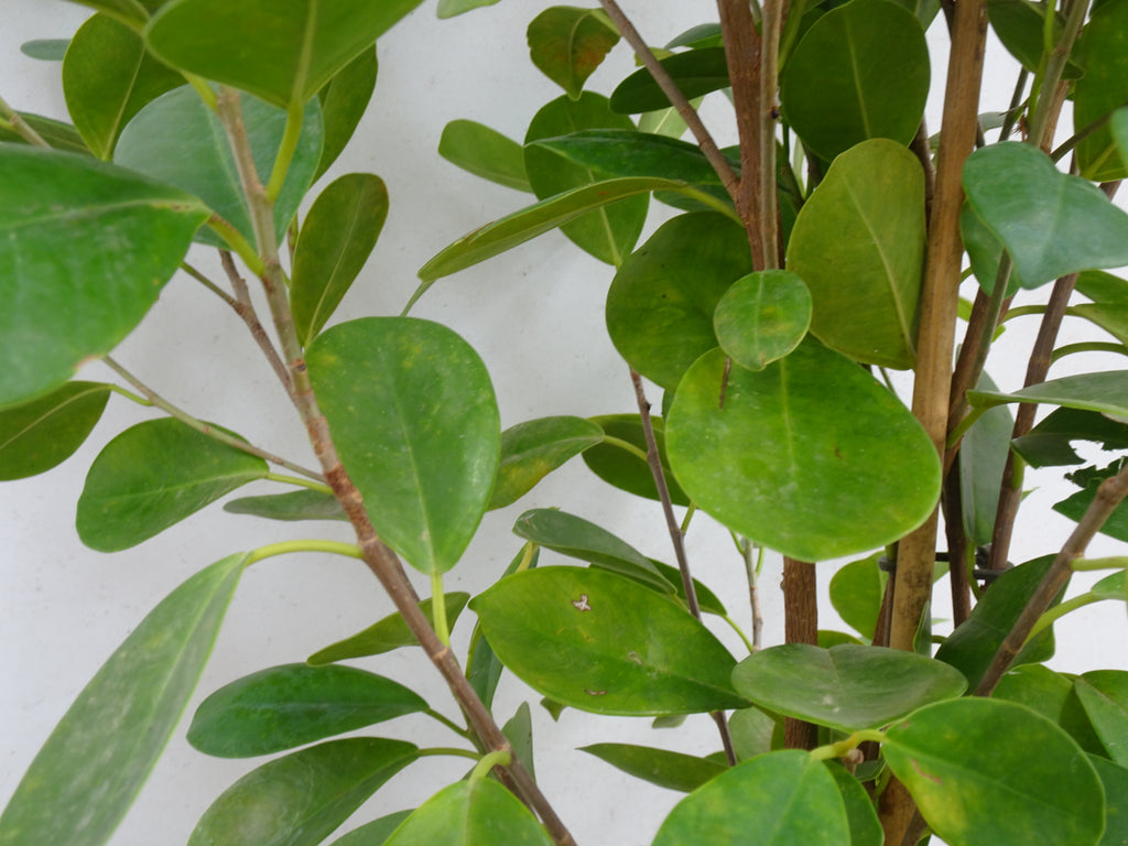 FICUS MOCLAME M-21