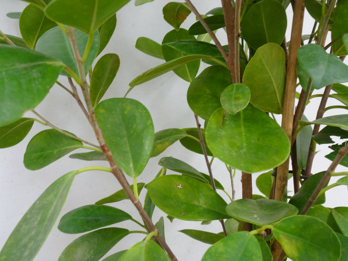 FICUS MOCLAME M-21
