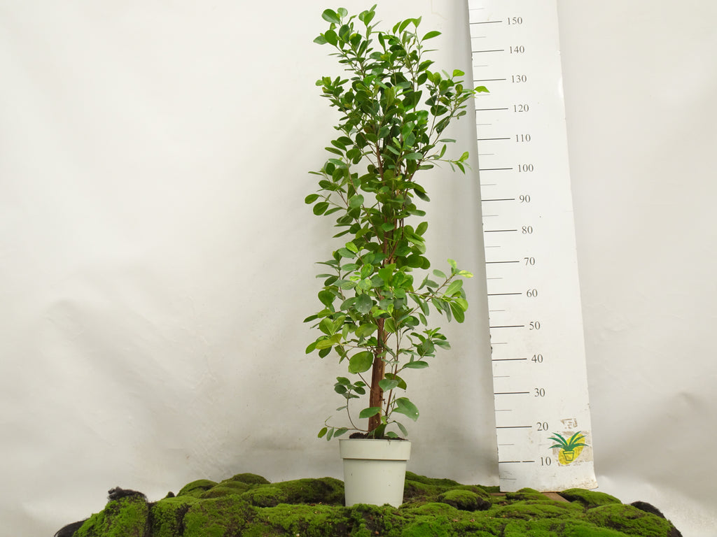 FICUS MOCLAME M-21