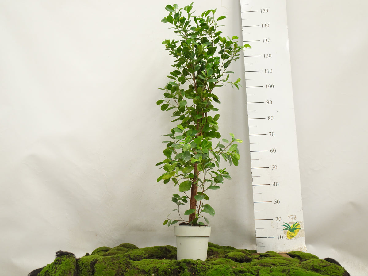 FICUS MOCLAME M-21