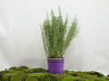 ROMERO OFFICINALIS M-23