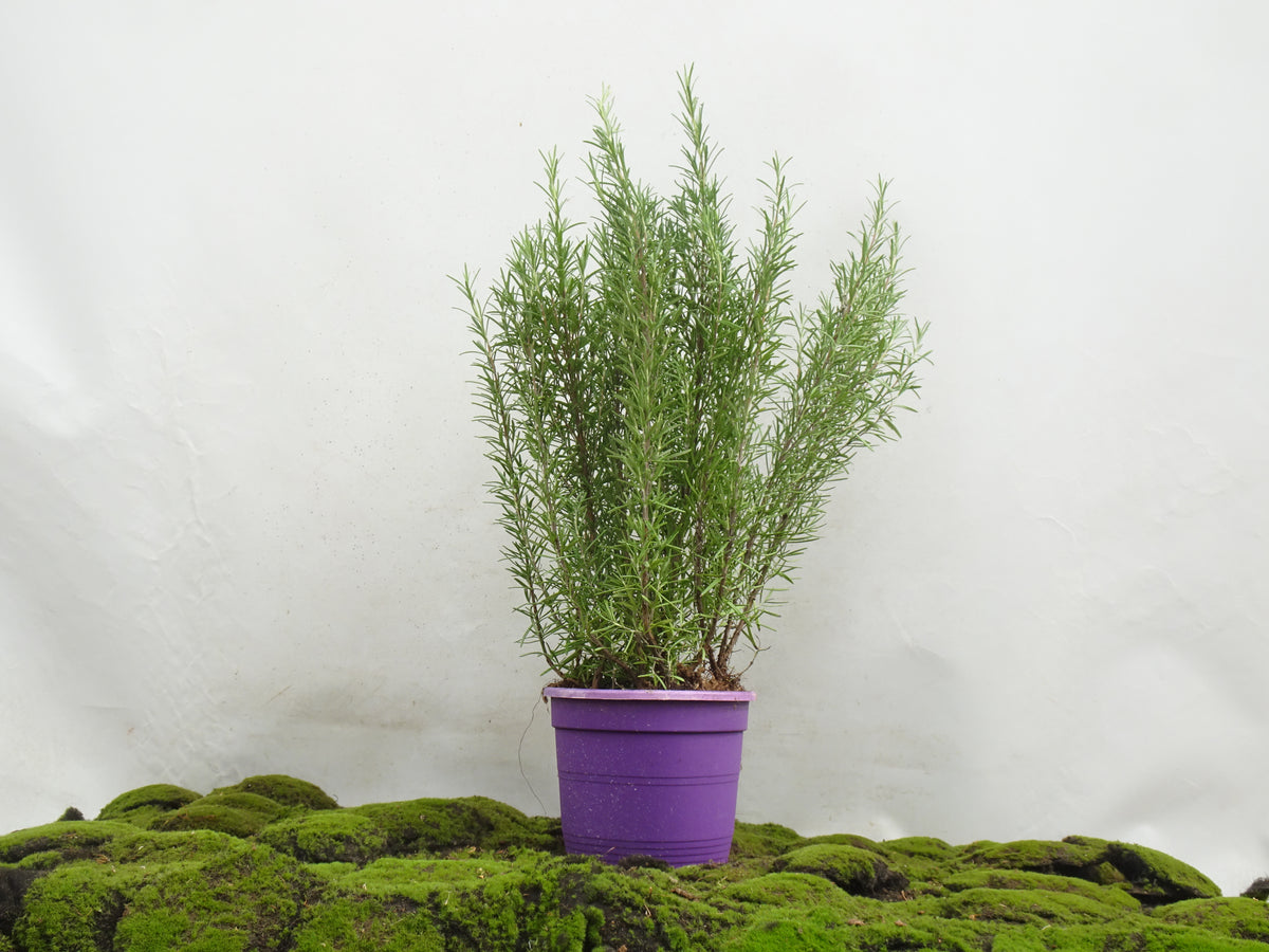 ROMERO OFFICINALIS M-23