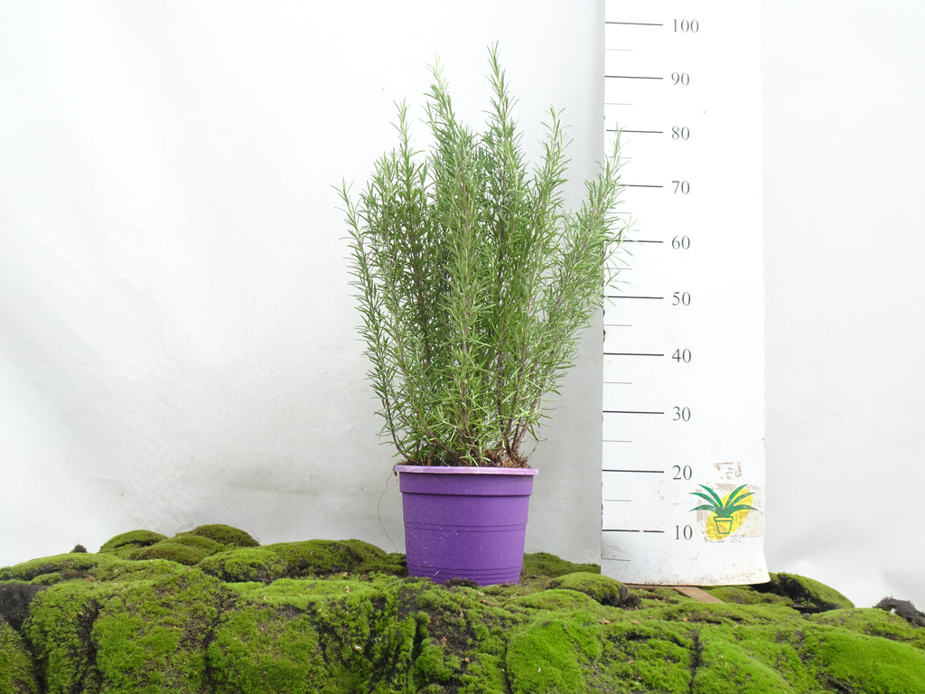 ROMERO OFFICINALIS M-23