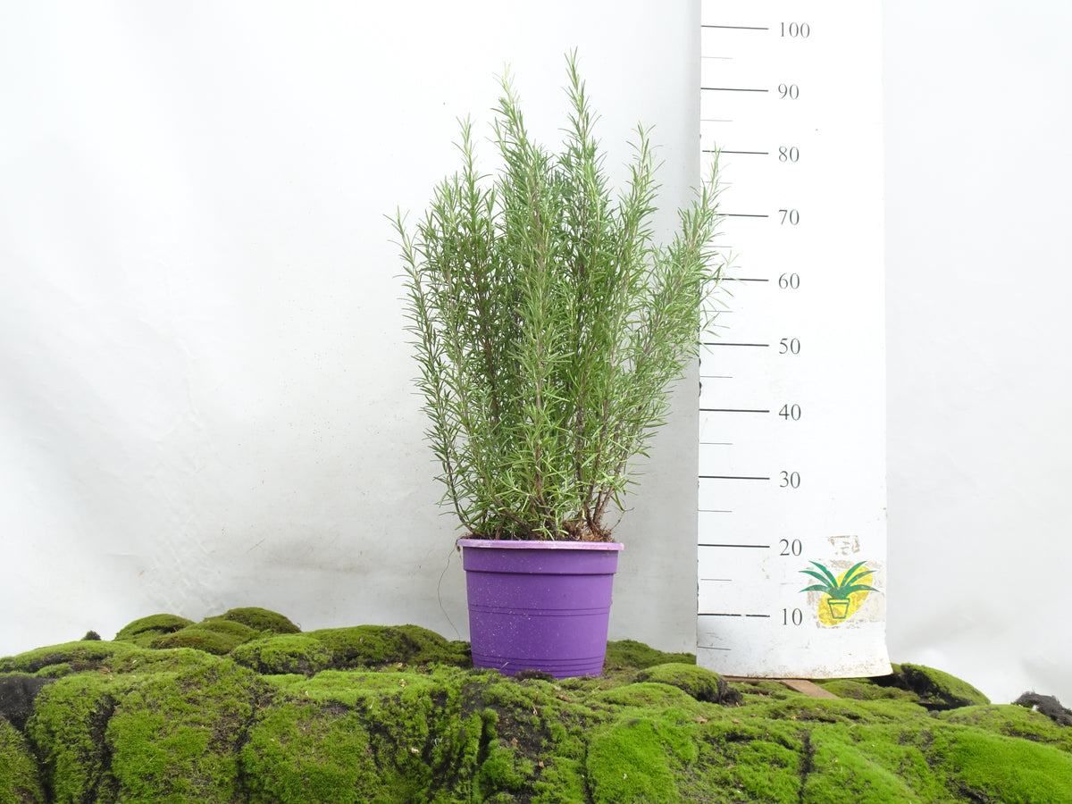 ROMERO OFFICINALIS M-23