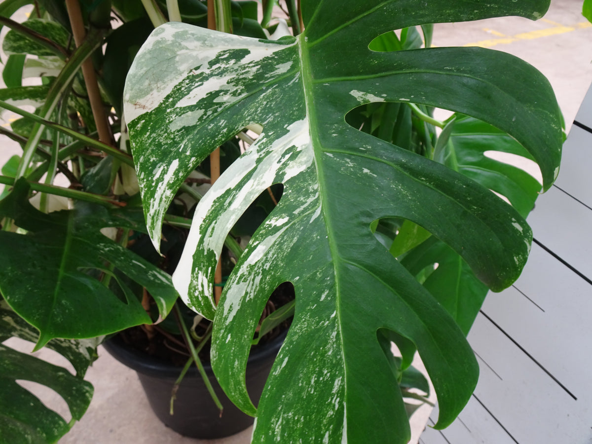 PHILODENDRON MONSTERA DELICIOSA VARIEGATA DOBLE ARCO M-45