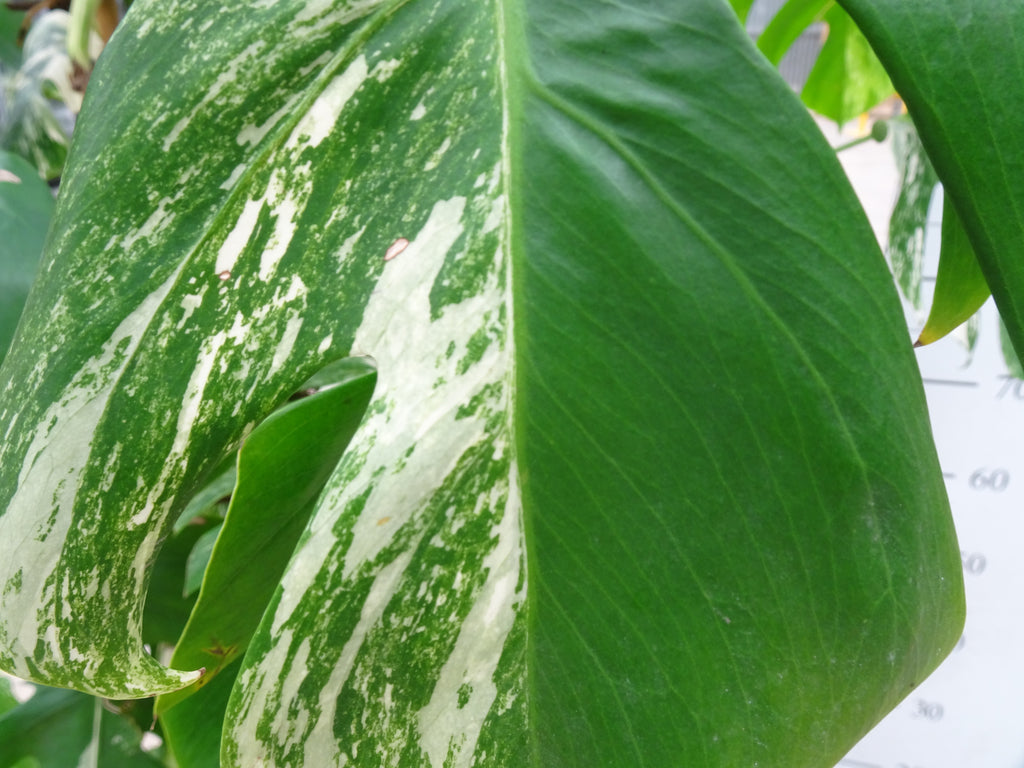 PHILODENDRON MONSTERA DELICIOSA VARIEGATA DOBLE ARCO M-45