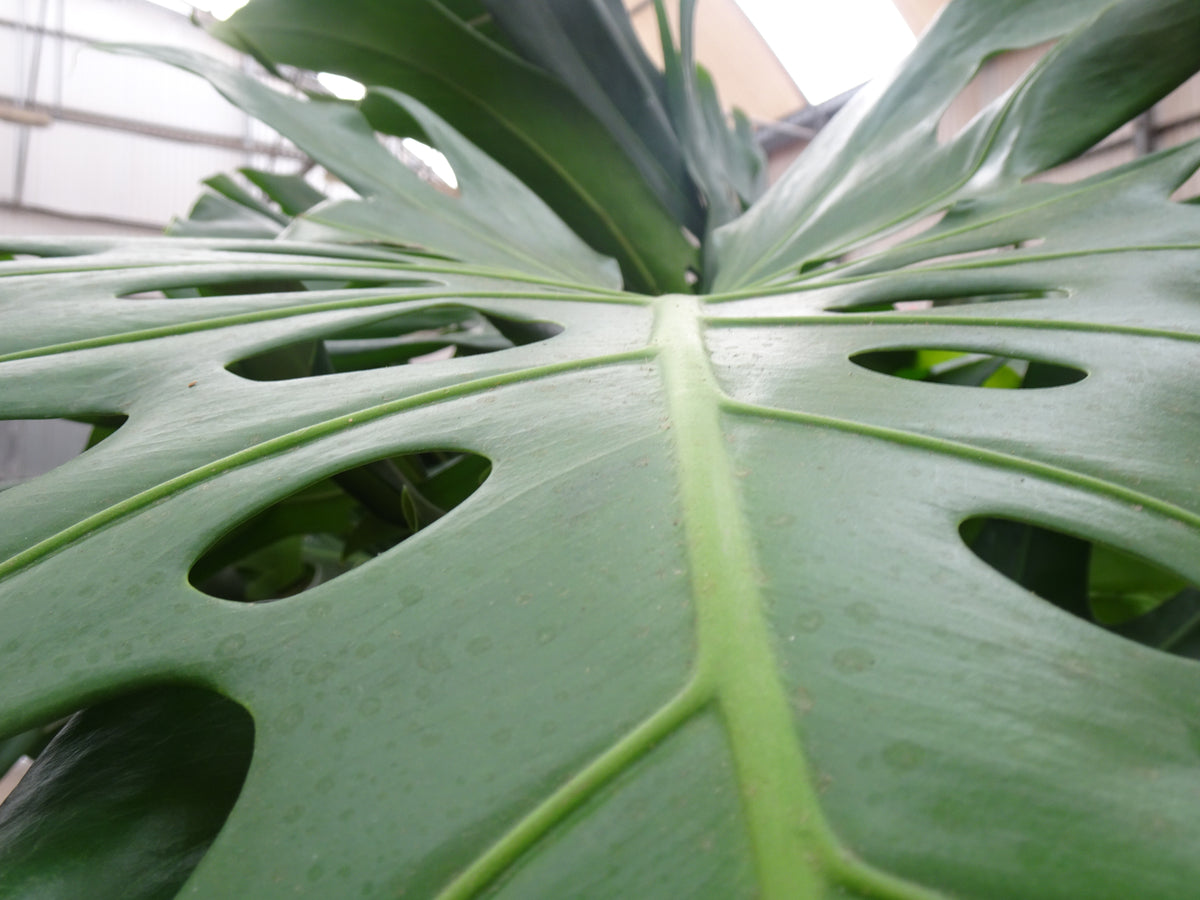 PHILODENDRON MONSTERA DELICIOSA ARBUSTIVA 70-L