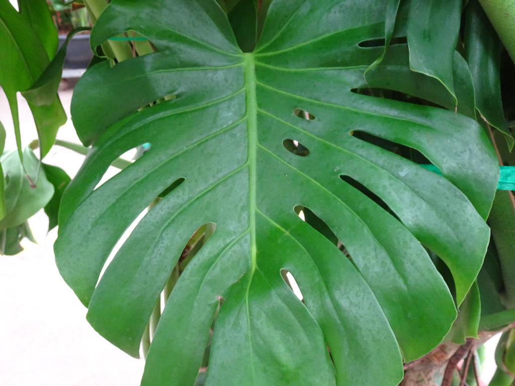 PHILODENDRON MONSTERA DELICIOSA ARBUSTIVA 70-L