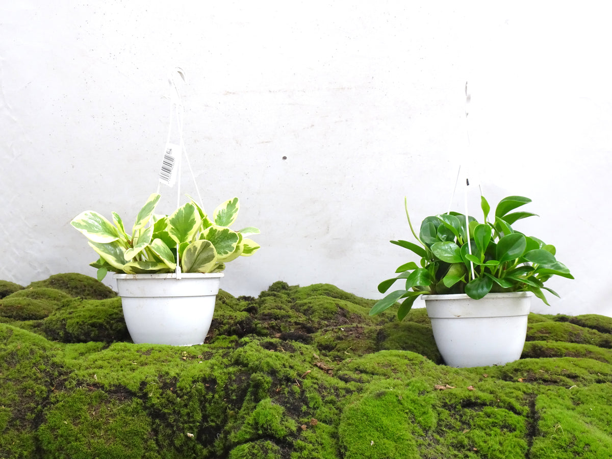 PEPEROMIA OBSTUSIFOLIA SUSPENSION M-15
