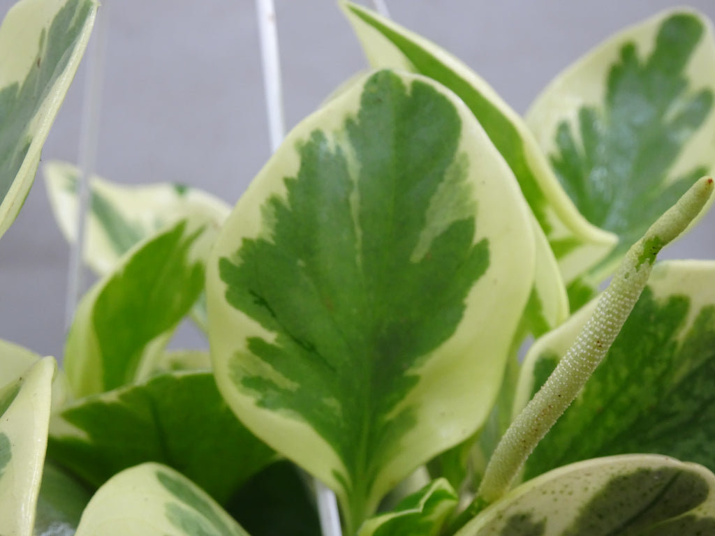 PEPEROMIA OBSTUSIFOLIA SUSPENSION M-15