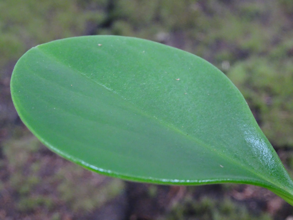 PEPEROMIA OBSTUSIFOLIA SUSPENSION M-15