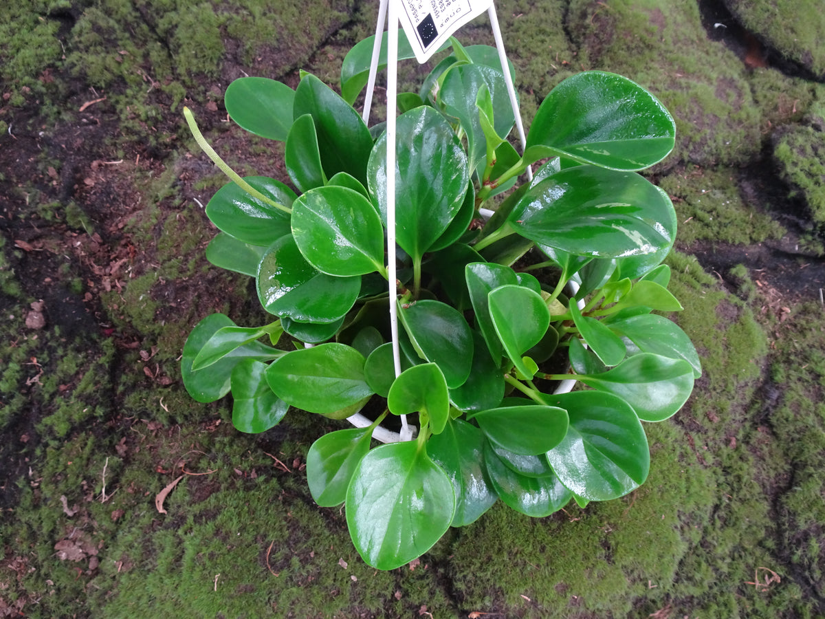 PEPEROMIA OBSTUSIFOLIA SUSPENSION M-15