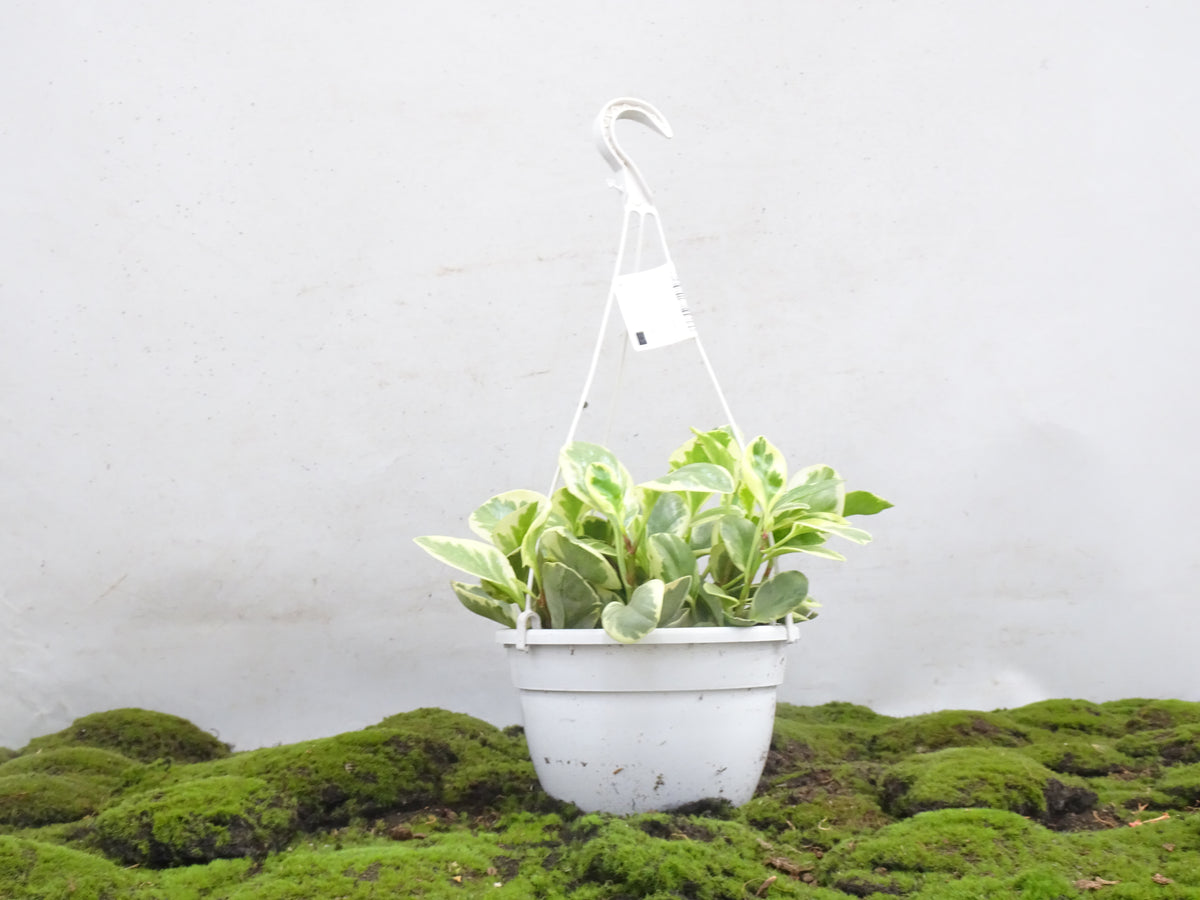 PEPEROMIA OBSTUSIFOLIA MIX M-20
