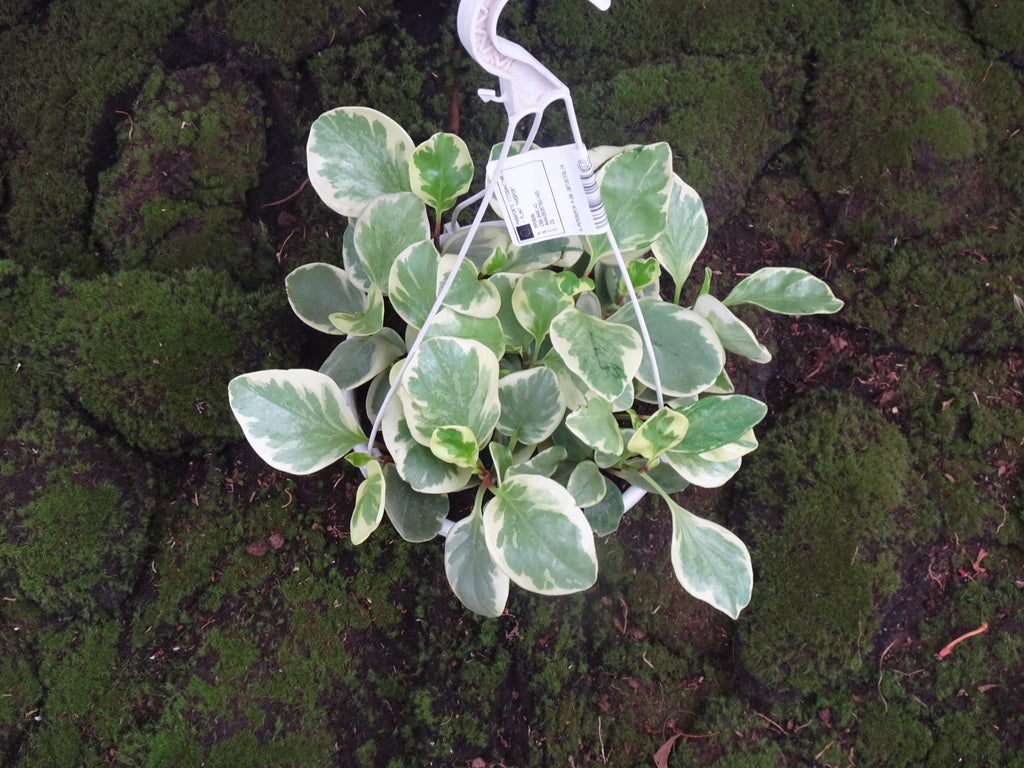 PEPEROMIA OBSTUSIFOLIA MIX M-20