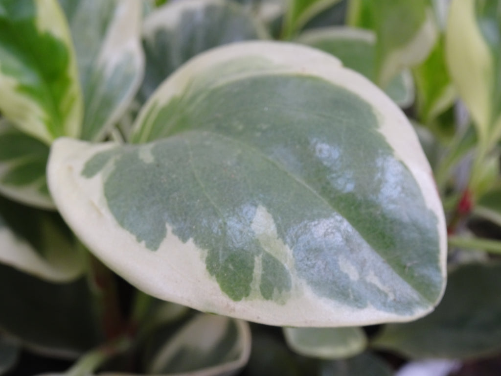 PEPEROMIA OBSTUSIFOLIA MIX M-20