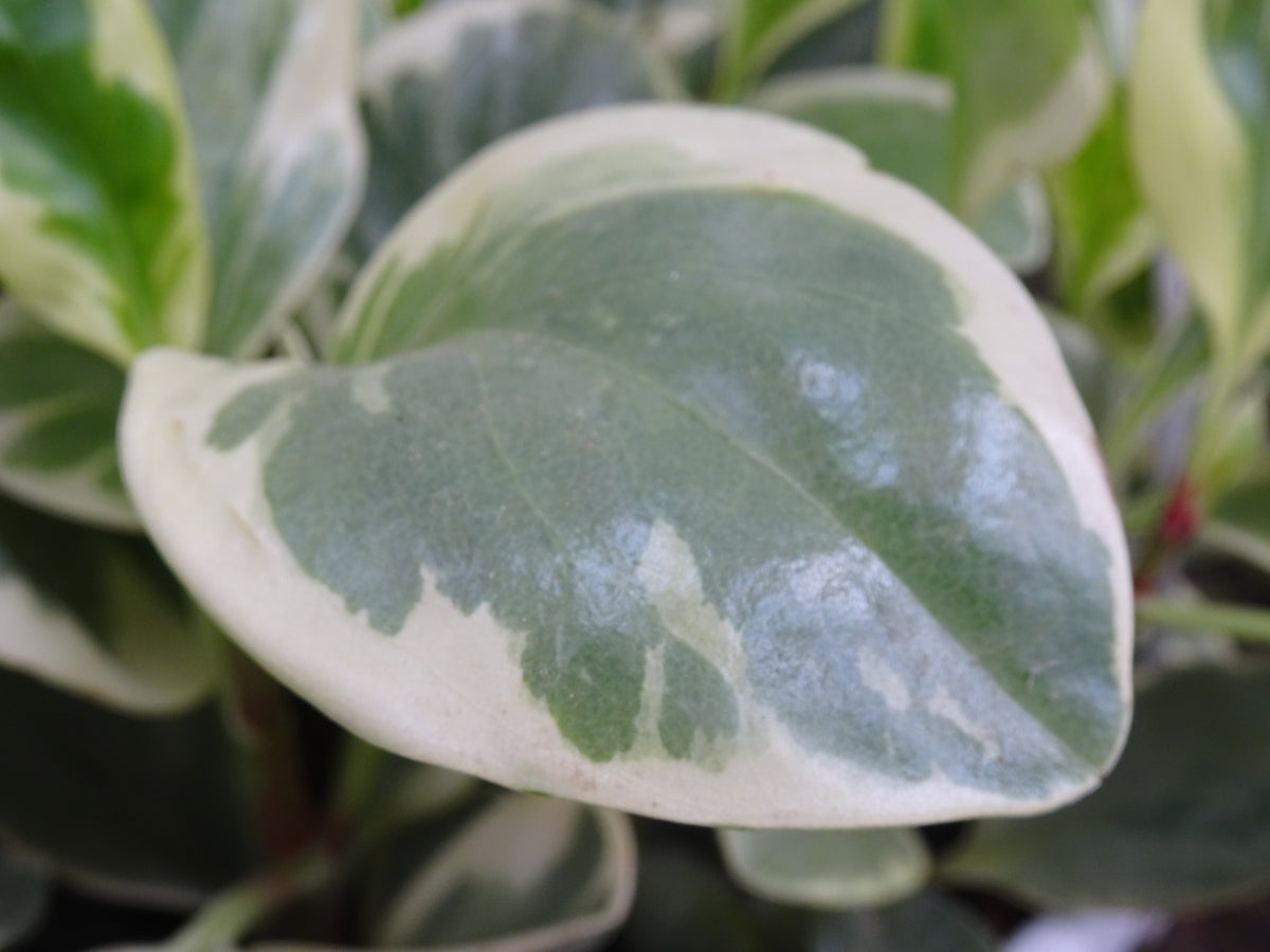PEPEROMIA OBSTUSIFOLIA MIX M-20