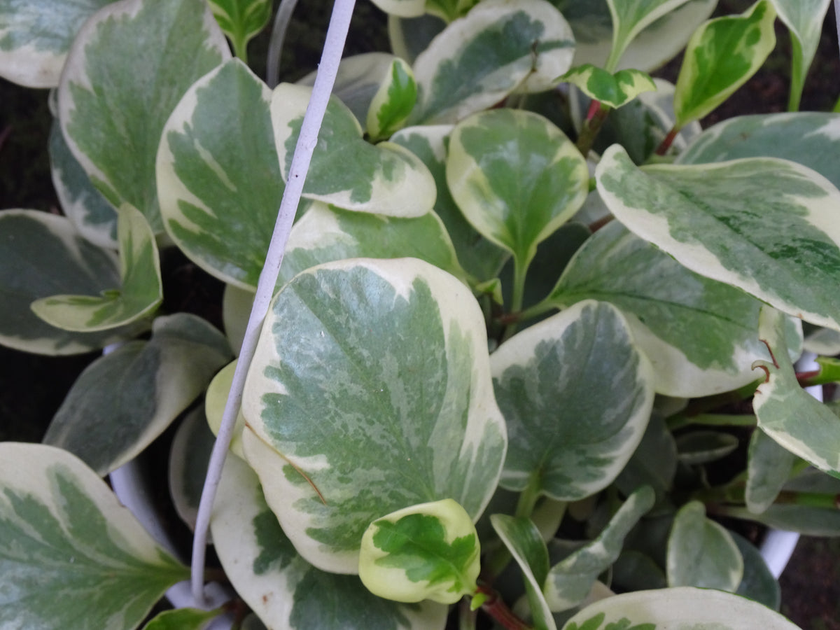 PEPEROMIA OBSTUSIFOLIA MIX M-20