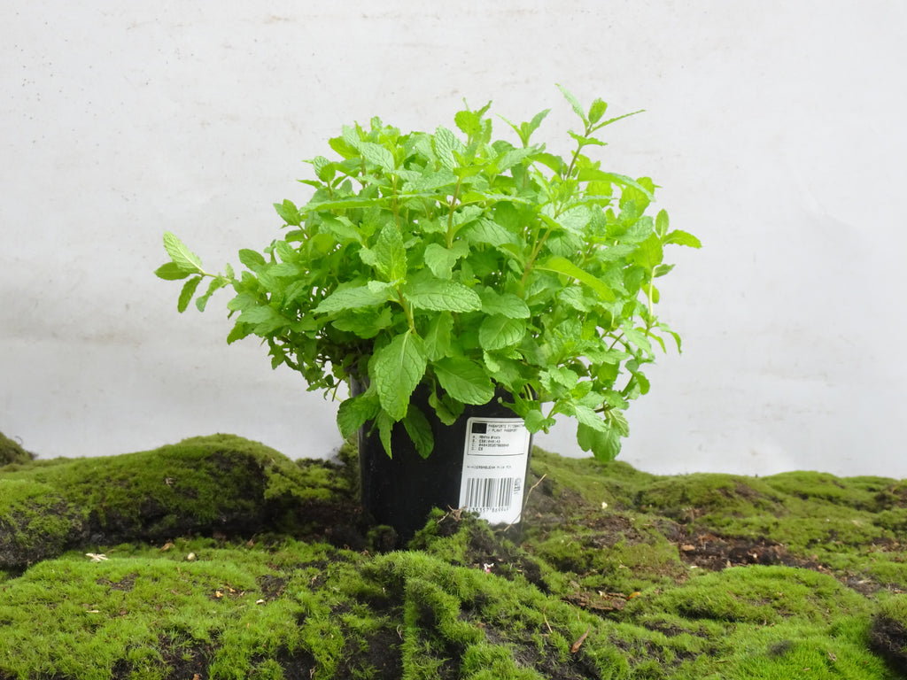 HIERBA BUENA MENTA M-14