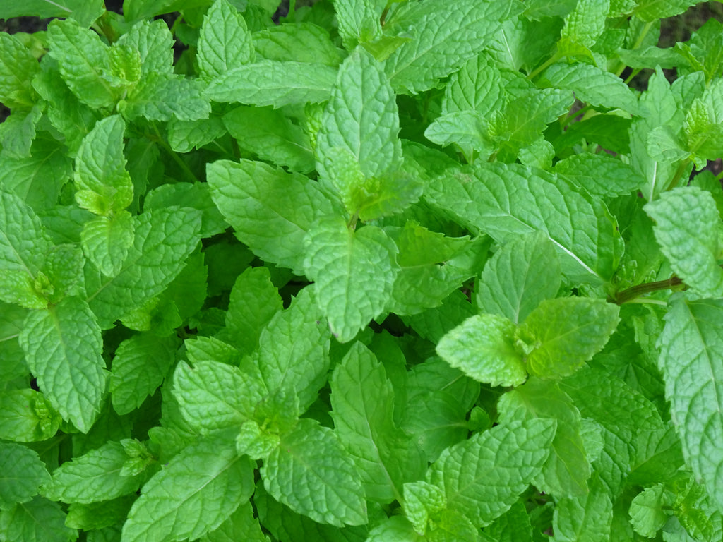 HIERBA BUENA MENTA M-14
