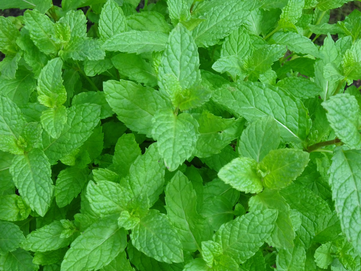 HIERBA BUENA MENTA M-14