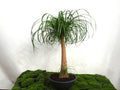 BEAUCARNEA M-25